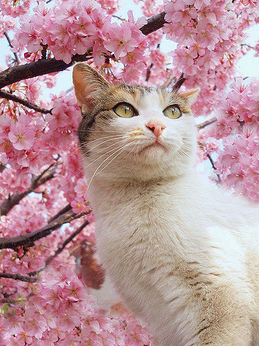 drxgonfly: Sakura Cat (by Tanakawho)