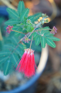 Fairy Duster (By Flora-File)