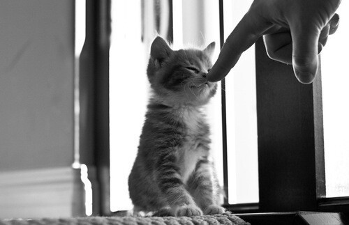 kittiesntitties.tumblr.com/post/120316992210/