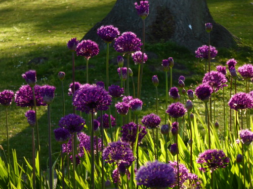 alliums