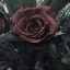 niallrose