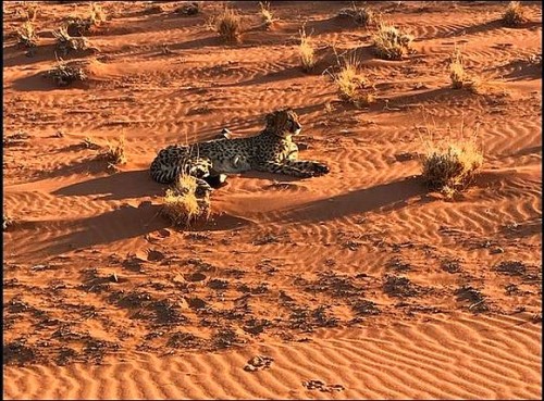 35000 Hectares Of Beautifully Preserved Landscape In The Namib Desert Is A Photographers Paradise. With