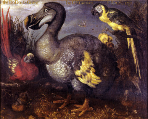 Dodo c.1620Roelant Savery 