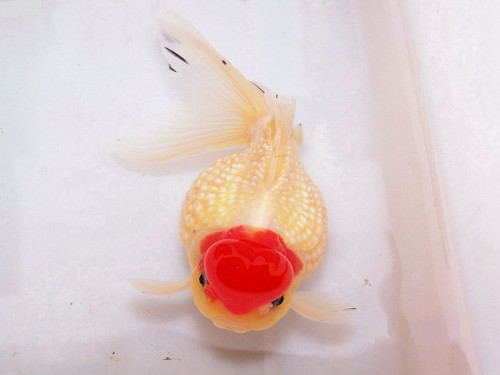 White Crown Pearlscale with Red Cap by Goldfish Queen on Flickr.
Tancho pearlscale