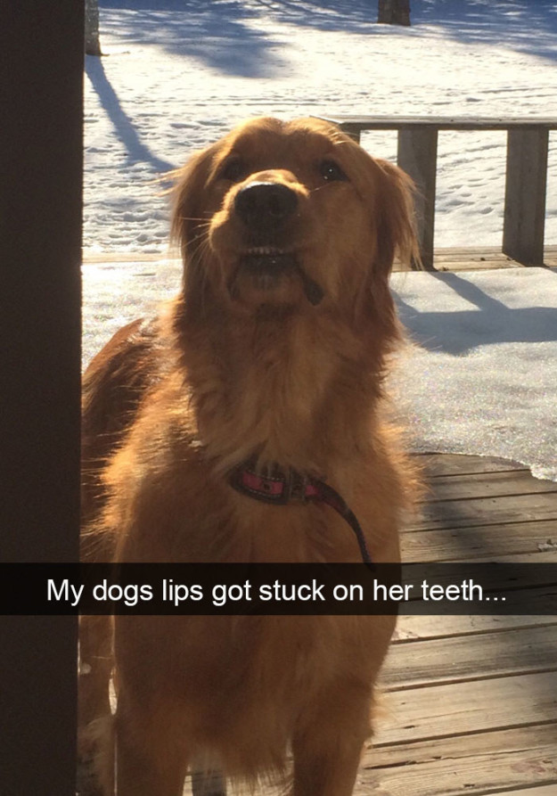 lgbtqbread:  treacherous-serpent:   coyotecom:   buzzfeed:  I LOVE DOGS, I LOVE THEM