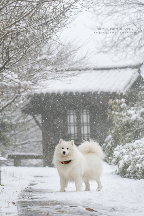 mingsonjia:Photoset of Samoyeds having fun in snow// from Chinese photographer junmu