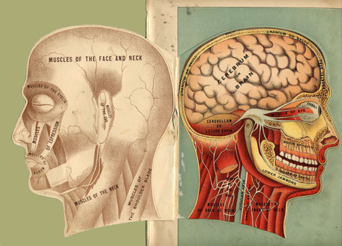  Flip-Book Style Anatomy Charts [early 20th / late 19th century ?]Charts with moving die-cut parts depicting the head, brain and skull [ X ][ provenance uncertain ] 