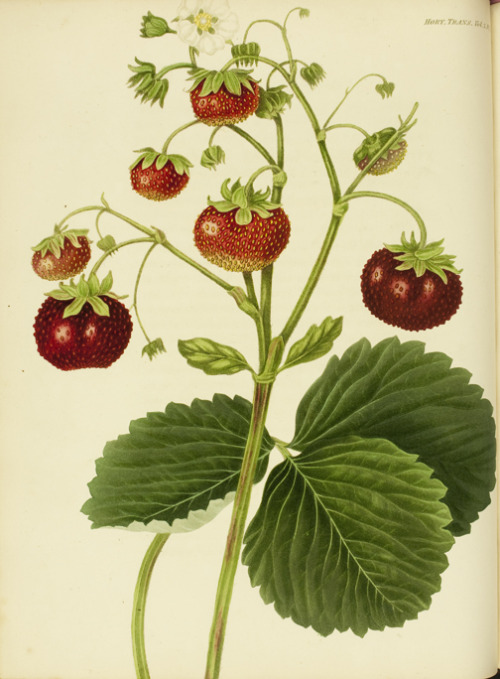 Michael Keens, Keen’s Strawberry, 1812. An Account of a new Strawberry, with a colored Figure. Horti