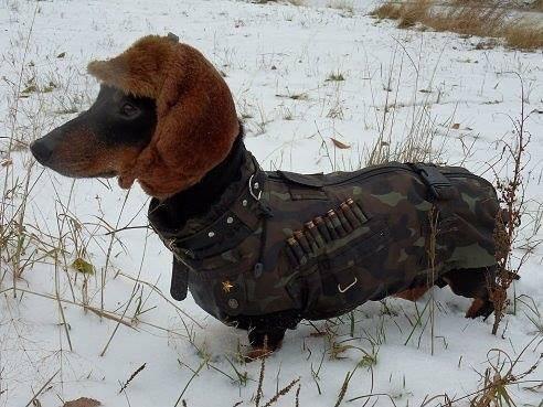 sturmtruppen:  afternoonstranger:  look at this dachshund he’s so fucking boss