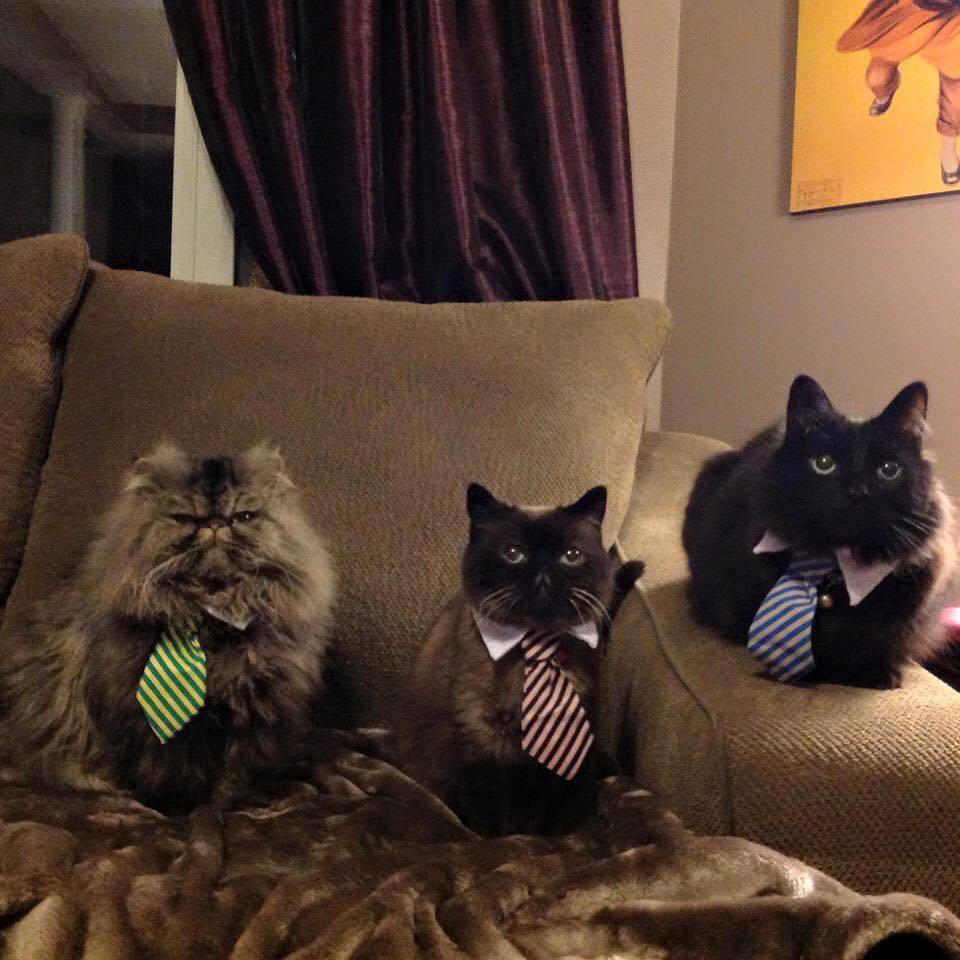 awwww-cute:  My friends mom got their cats all ties today (Source: http://ift.tt/1CZhVXC)