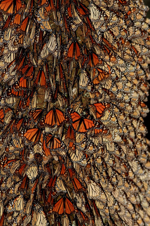 sci-universe:  Each fall, millions of monarch porn pictures