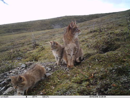 why-animals-do-the-thing: New footage of the elusive Chinese Mountain Cat!  (Image Credits: Sha