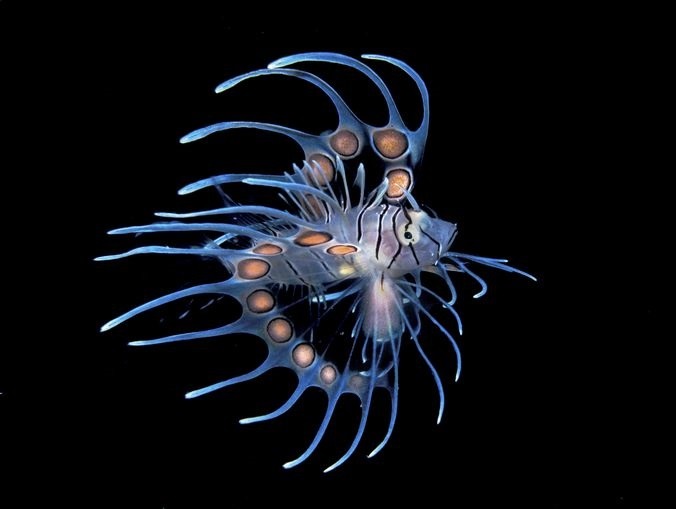 Fragile beauty (juvenile Lionfish)
