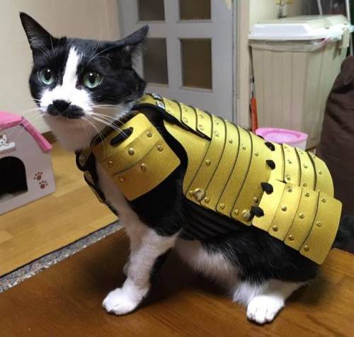 sixpenceee: A Japanese company called Samurai Age makes standardized armor for cats and small dogs. 