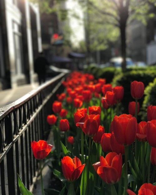 Tulips before sunset @rosebudrestaurants #Chicago #sunset #tulips #red #chigram #chicagogram #latepo