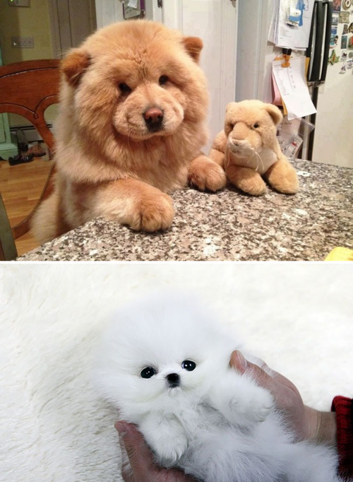 XXX tastefullyoffensive:Puppies Who Look Like photo