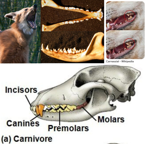 Maned Wolf