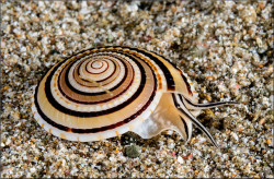ainawgsd:    Architectonica perspectiva, common name the clear or perspective sundial shell, is a species of sea snail, a marine gastropod mollusk in the family Architectonicidae, which are known as the staircase shells or sundials.  The snail is common