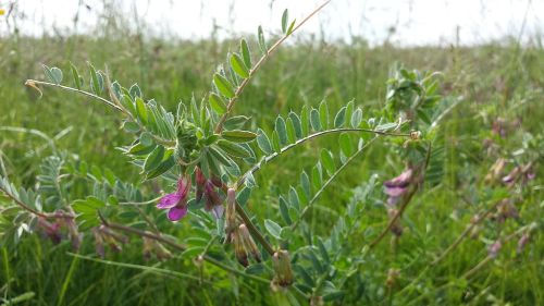 Hungarian vetchVicia pannonicaC Stefan.lefnaer, CC 3.0