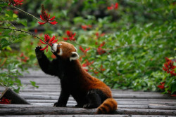 vondell-txt:  the red panda is an unbelievable