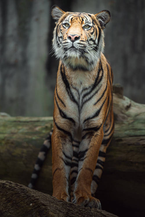 Sumatran tiger by Josef Svoboda Camera: Sony Alpha a7 II Lens: Sony FE 70-200mm f/4 G OSS