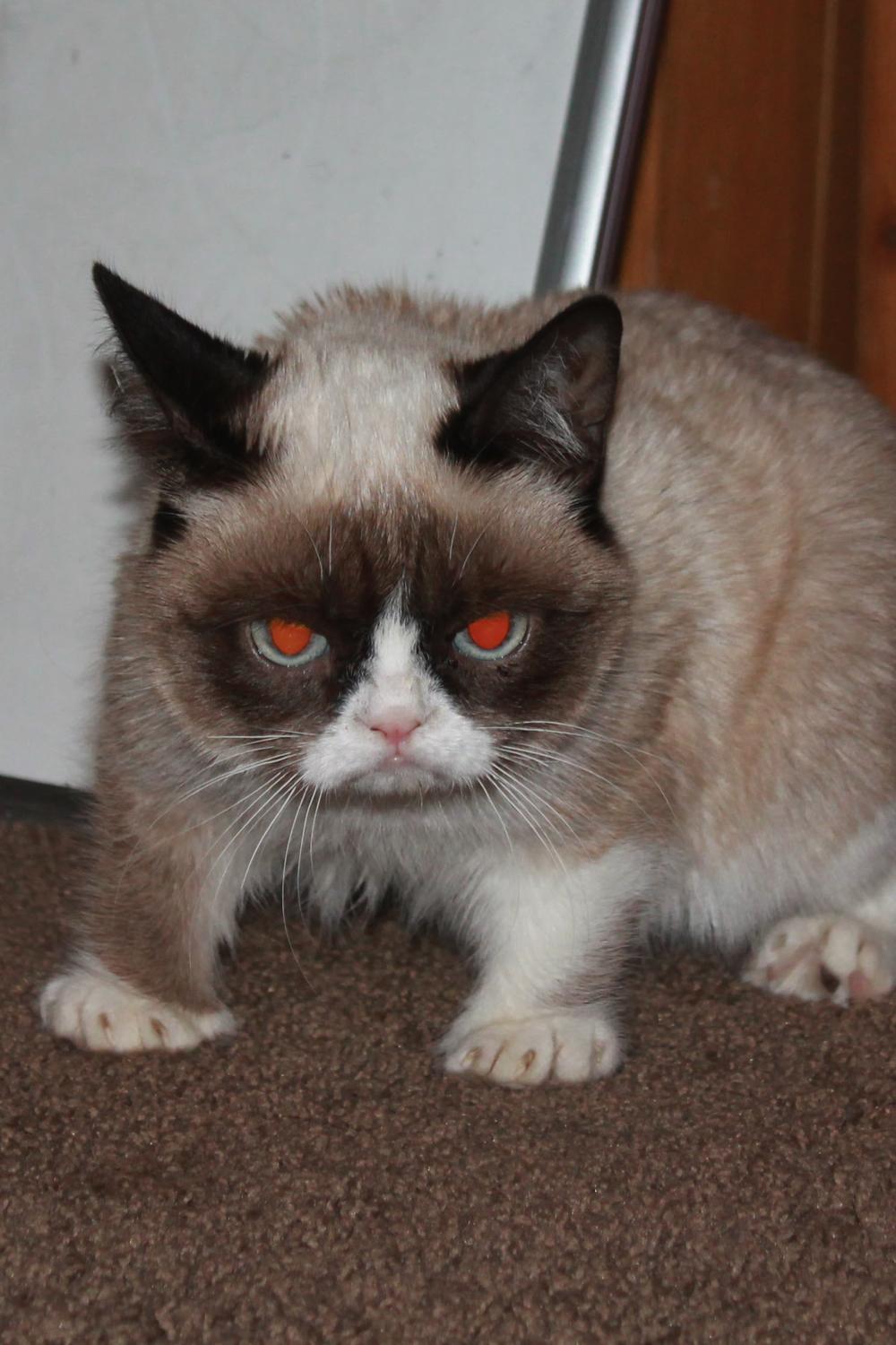 tardthegrumpycat:  The Daily Grump | December 27, 2012 Grumpy Cat tees at Hot Topic!