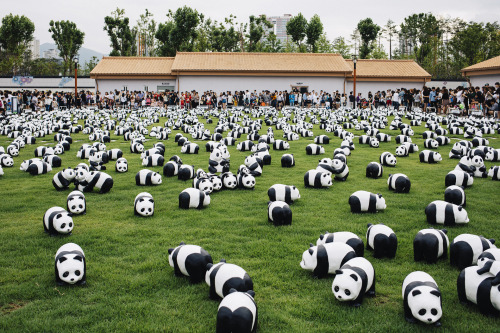 1600 PANDA+  in BUSAN