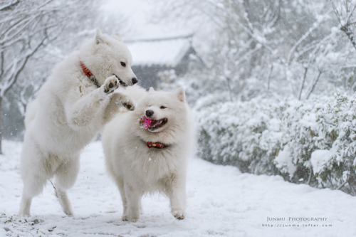 mingsonjia:Photoset of Samoyeds having fun in snow// from Chinese photographer junmu