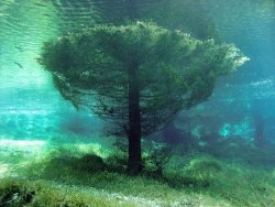 scientistmary:  Green Lake (Grüner See) in Styria, Austria, is an amazing place. For half of the year, it’s an underwater village with fish swimming through the branches of trees, a floor covered in grass, benches and bridges. For the other half, it