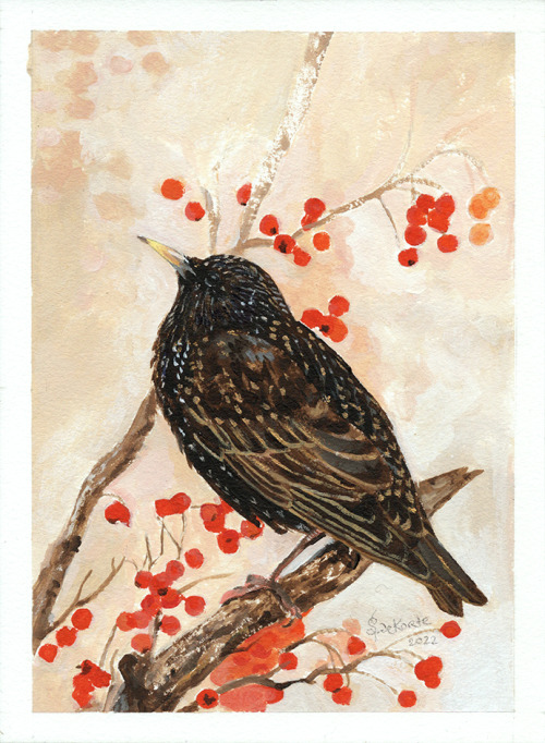 painted another starling