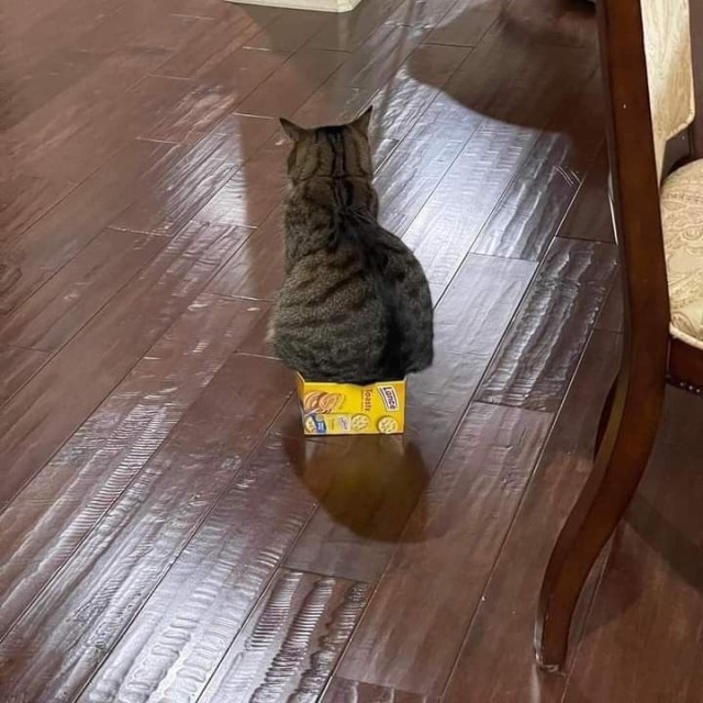 catasters: