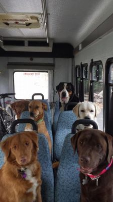 babyanimalgifs: THE COOL BUS