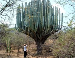 blazepress:  Cactus in Oaxaca.