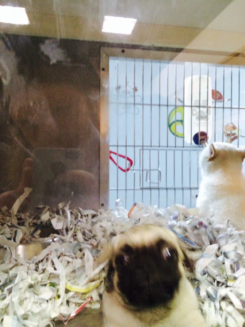 rats-oncrackattack:  I found a baby pug at the pet store, she was everything I imagined