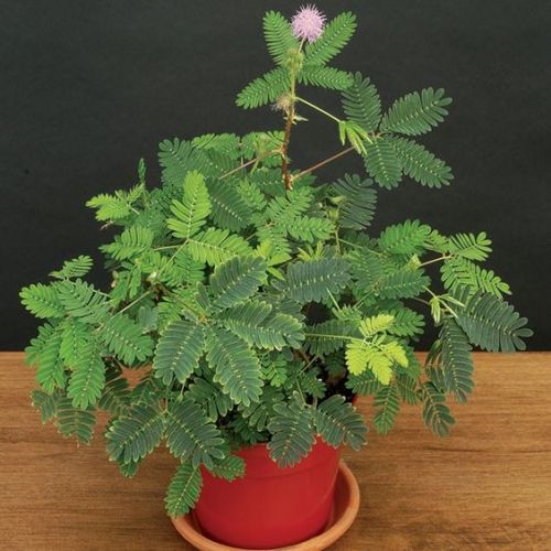  Sensitive Plant (Mimosa pudica)This plant will bring hours of entertainment to kids of any age. T