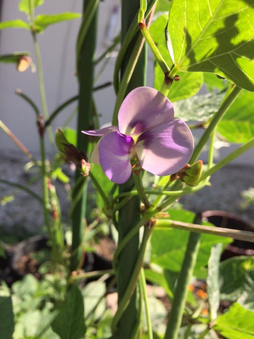 rachelzedd:Cowpeas! We’ve now had three small harvests of young cowpeas so far! We’re growing two 