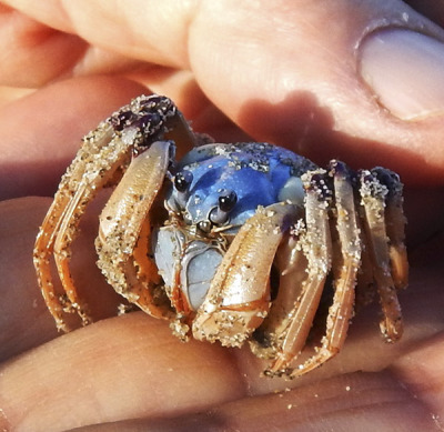 daily-crabbys:devotedgossamerwriter:daily-crabbys:Today&rsquo;s crab is: little