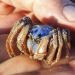 daily-crabbys:devotedgossamerwriter:daily-crabbys:Today&rsquo;s crab is: little