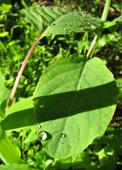 There are several theories why they call it jewelweed.