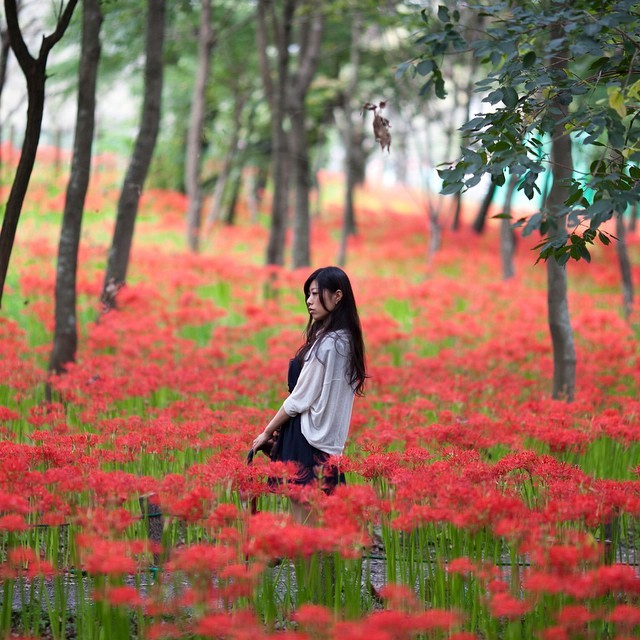 Cluster amaryllis.
#ポートレート部
#Clusteramaryllis
#巾着田
巾着田のデータ、頑張って現像終わらせました。眠い。
今日はギャラリーに写真展観に行って午後からウォーリー撮影です( ⚫︎´ ▽ `⚫︎ )ﾉ秋晴れの休日。みなさん良い日曜日を。
(巾着田（きんちゃくだ）)