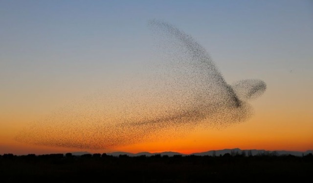 trulyvincent:Murmuration of Starlings that looks like one huge bird 
