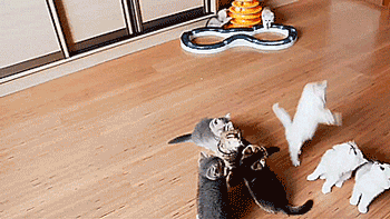 thenatsdorf:Kittens play in paper pile. [full video]