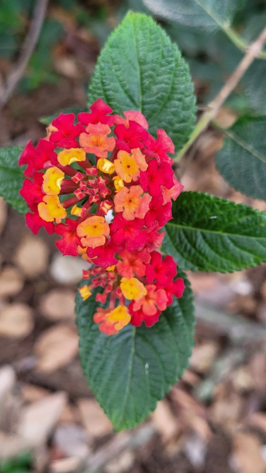 Sorry Everyone I Couldn't Get Around To Art Today, Personal Things So Here's Some Plants, I'll Be Back