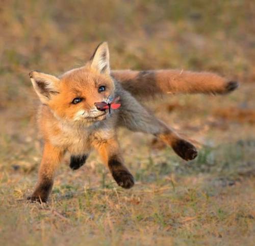 (via  a red fox pup instinctively practicing its hunting skills with a butterfly : NatureIsFuckingLi