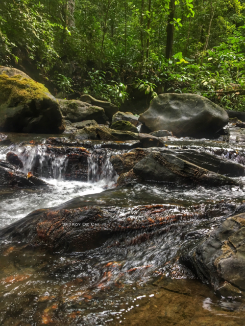 theeyeoftroy: On the Rio Seco Trail, East Coast, Trinidad. Copyright 2018 Troy De Chi, all rights re