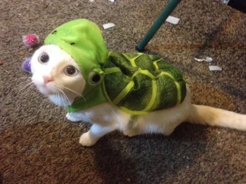 signsignified:  Forlorn turt