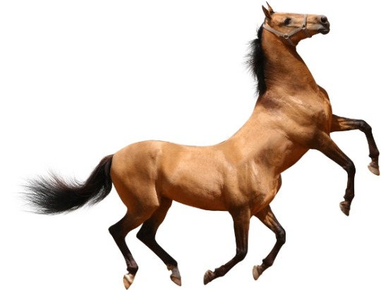 egalitarianqueen:  sirpuddings:  egalitarianqueen:  carlos-the-apostate:  rabbittiddy:  americansylveon:  raspbeary:  raspbeary:  cowboydan13:  Combine your chinese zodiac and astrology sign to make your true fursona  tfw you’re horse & Sagittarius