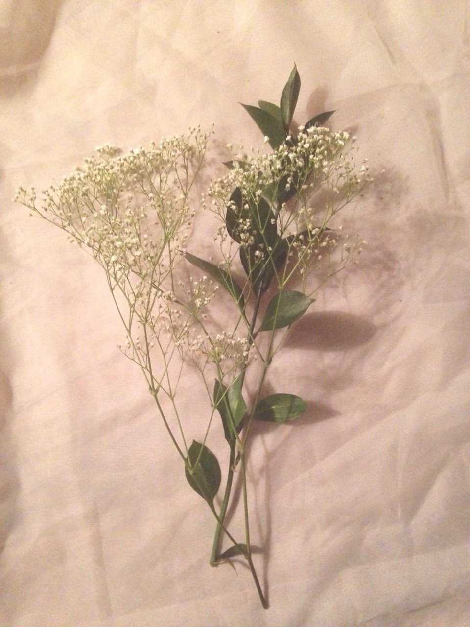 quiescent-fae:   1.22.15   Things have been hectic lately and by hectic I don’t