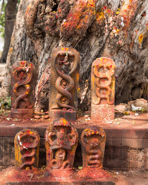 Nagakals (stone serpents) Srirangapatna, Karnataka, photos by Kevin Standage, more at https://kevins