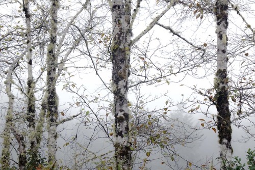 russell-tomlin:Autumn Alders Portrait